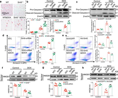 The Effect Of Knockdown Overexpression Of Sirt On Dox Induced