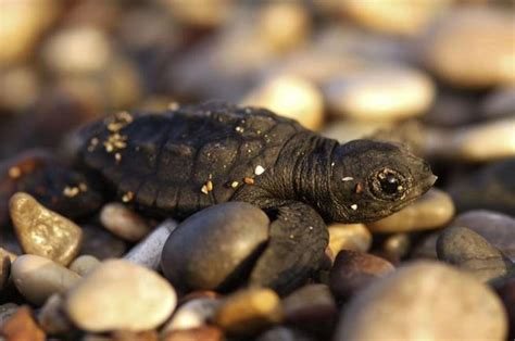 Nate A Lampedusa 60 Tartarughe Caretta Caretta La Prima Volta Sulla