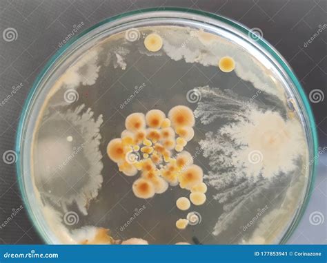 Bacillus Subtilis Otras Bacterias Y Colonias De Hongos En Saboraud