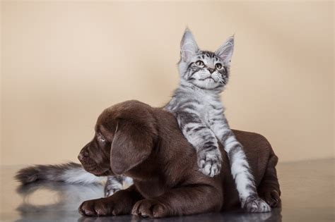 Veterinary Vaccinations | Beaverton Pet Clinic