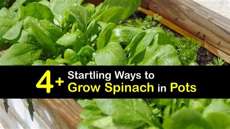 Spinach Container Gardening Incredible Tips For Growing Spinach In Pots