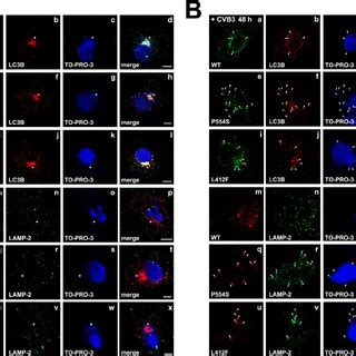 Localization Of Wild Type And Mutant Tlr Panel A Stable Cos Cells