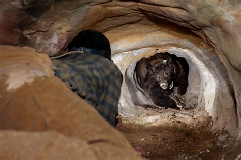 Types Of Bear Dens 6 Photos Nevsedoma