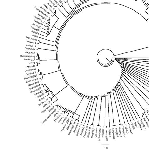 Upgma Cluster Dendrogram Showing The Genetic Relationships Between 137