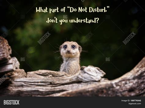 Funny Meerkat Meme Image & Photo (Free Trial) | Bigstock