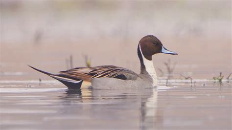 4K Rożeńce Northern pintail pair Anas acuta YouTube