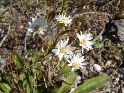 Upland White Aster Beaux Arbres Plantes Indigènes Native Plants