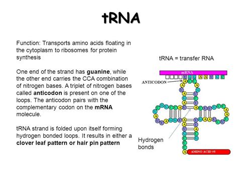 Trna Molecule Labeled