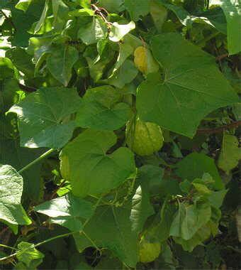 El Cultivo Del Chayote Botanical Online