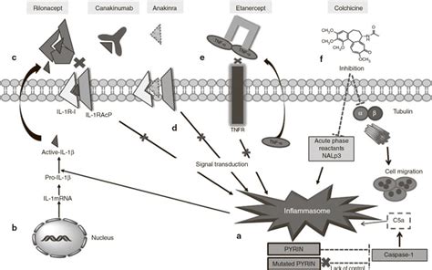 The inflammasome–pyrin interaction and mechanisms of action of ...