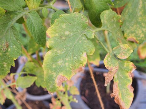 Come Riconoscere Le Malattie Delle Piante Dalle Foglie Fito