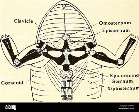 Pectoral Girdle Of Frog