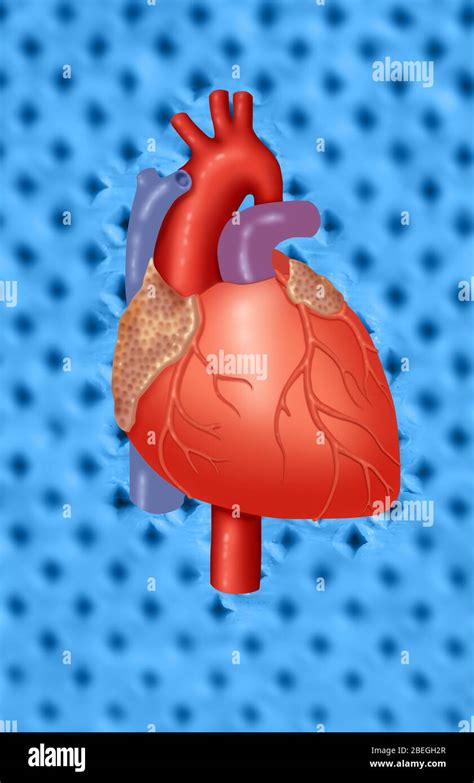 Human Heart Anatomy Fotografías E Imágenes De Alta Resolución Alamy