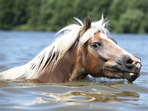 What is equine pythiosis?