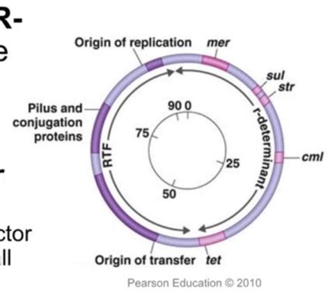 Ch Mechanisms Of Microbial Genetics Flashcards Quizlet