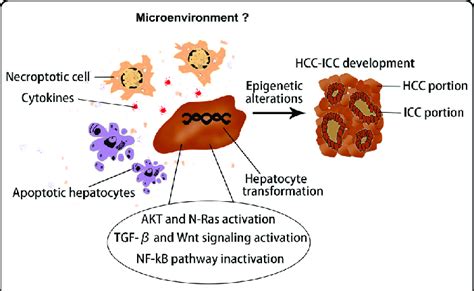 Schematic Representation Of Regulatory Molecules And Tumor