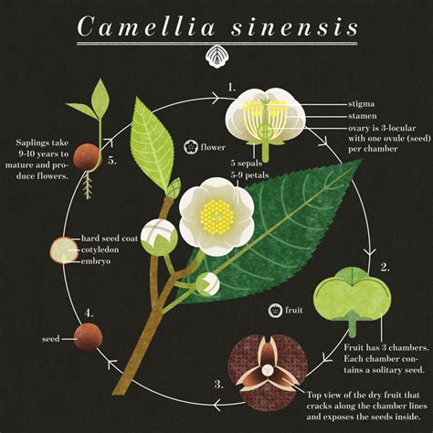 Camellia sinensis | American Scientist