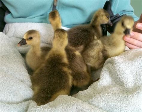 Baby Toulouse Goslings Backyard Chickens Learn How To Raise Chickens