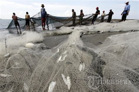 Nelayan Tarik Pukat Foto 1 1076662 Tribunnews