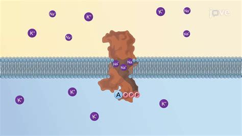 JoVE Science Education > Membrane Transport and Active Transporters