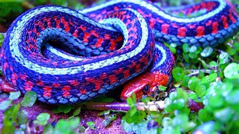 The 10 Most Beautiful Snakes In The World Youtube