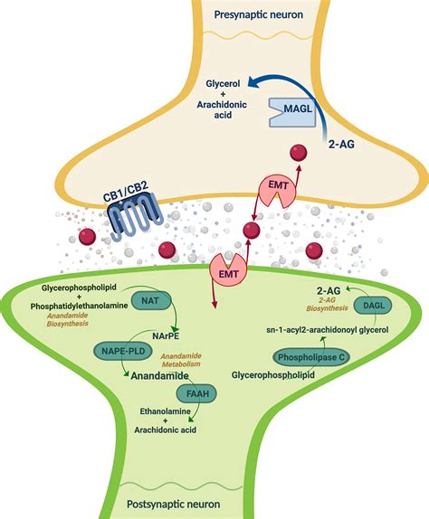 Frontiers Endocannabinoid System Components As Potential Biomarkers