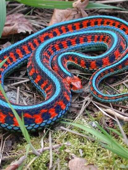 Most Colourful Snakes In World