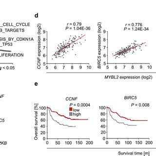 Mybl Mediates Its Phenotype Via Direct Upregulation Of Ccnf Birc And