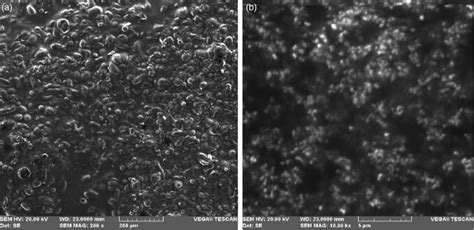 | Scanning electron micrograph showing surface and morphological ... 
