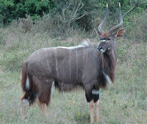 The Majestic Nyala: Discovering Africa's Undiscovered Beauty