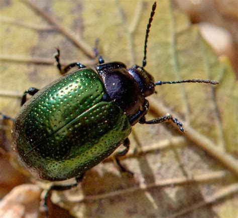 Small Shiny Beetle Chrysolina Auripennis Bugguidenet