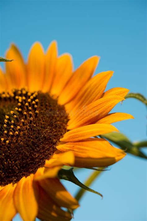 Red sunflower stock image. Image of harvest, colorful - 58239753