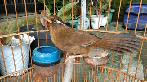 Terapi Burung Wambi Agar Rajin Bunyi Masteran Wambi Gacor Youtube