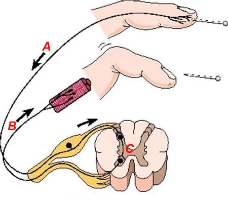 Reflex Arc Overview Of Reflex Arcs And Types Of Reflexes Diagram Quizlet