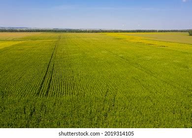 Aerial View Corn Field Stock Photo 2019314105 | Shutterstock