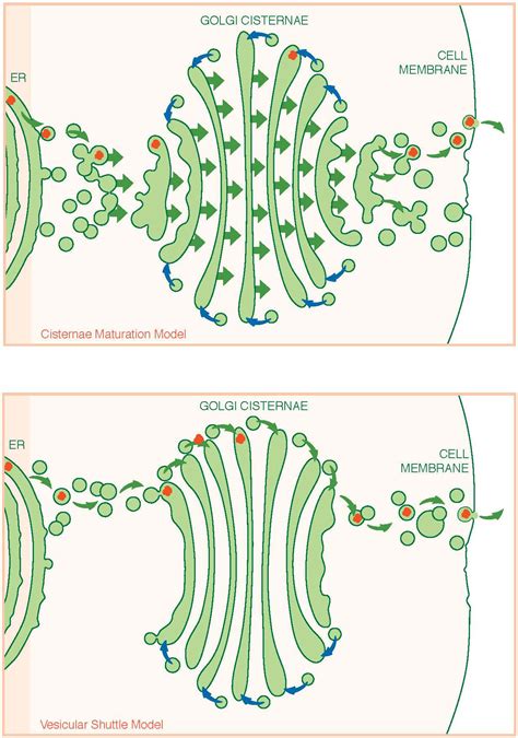 What Is Vesicular Transport