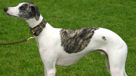 Discover the Finest Hound Dog Breeds for Tracking and Trailing