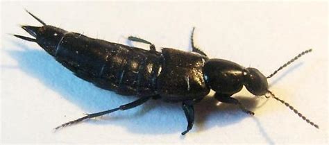 Large Rove Beetle Philonthus Cognatus Bugguidenet