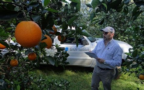 Qué Es El Hlb De Los Cítricos La Enfermedad Más Devastadora Del Mundo