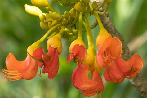 A Guide to Australia's Most Poisonous Plants | Ultimate Backyard