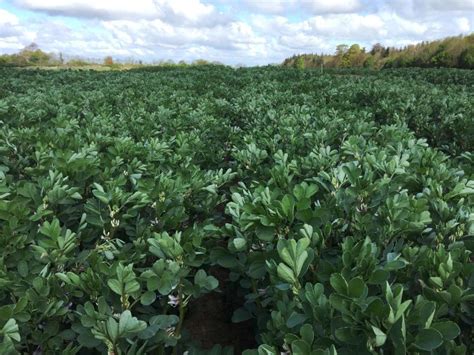 Beans – a crop receiving much needed attention - 25 June 2017 Premium