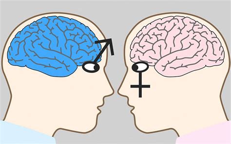 Hombre Y Mujer ¿qué Funciones Realiza Cada Hemisferio Del Cerebro La Patria