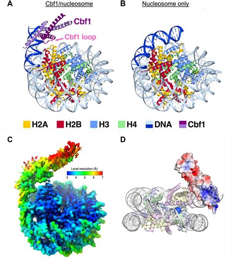 Histone Octamer Structure