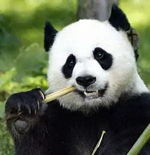 Giant Panda Bear Interesting Facts | Bruin Blog