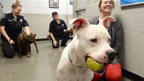 Charlotte Mecklenburg Animal Shelter Full Needs Dog Adopted