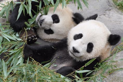 Toronto Zoo bids farewell to giant pandas - 680 NEWS