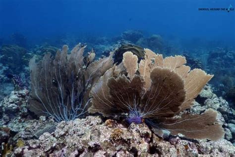 Aruba Snorkeling Guide - 11 Best Spots With Rich Sea Life