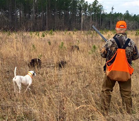 Blackwater | Guided Quail Hunting in SC Low-Country