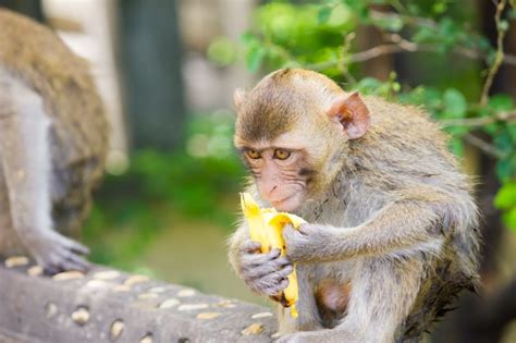 Premium Photo Monkeys Eat Bananas