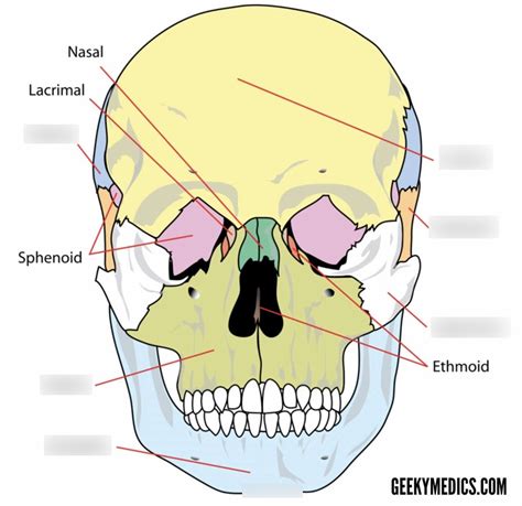 Head, Face, and Eyes Diagram | Quizlet